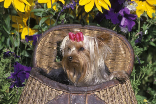 cute Yorkshire Terrier Dog With Red Ribbon In Hair Sitting In Antique  Fishing Kreel Woven Wicker Basket