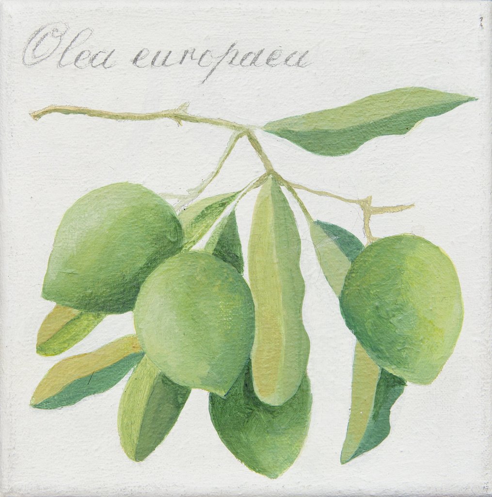 Detail of Green Olives by Jennifer Abbott