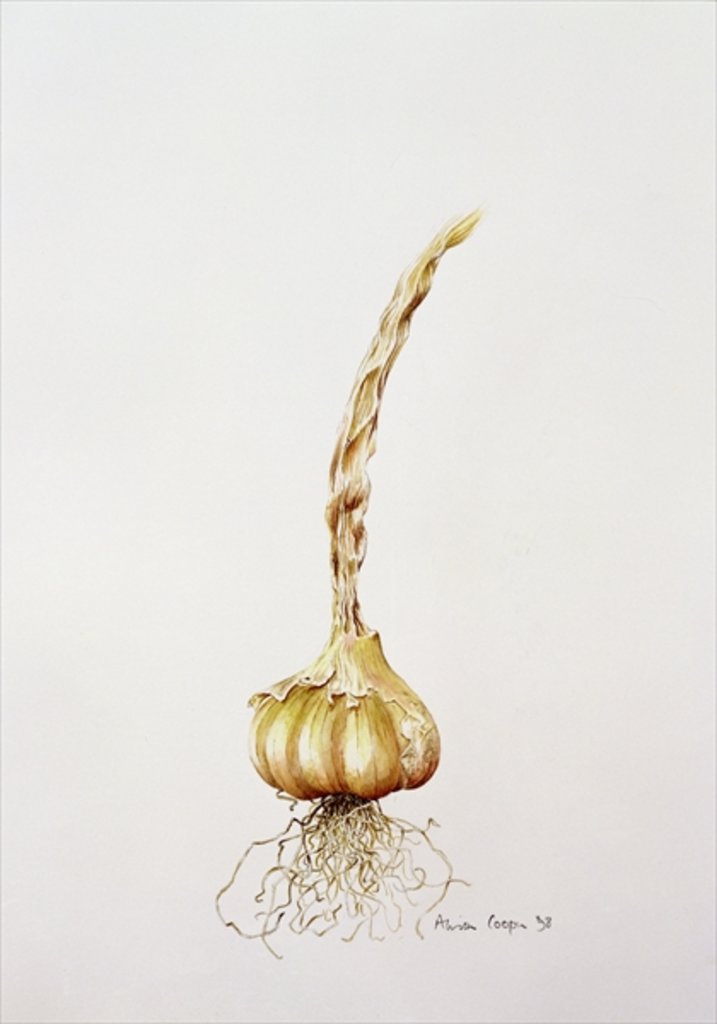 Detail of garlic, 1998 by Alison Cooper