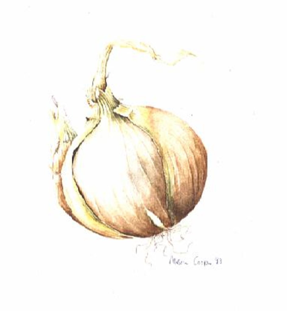 Detail of Onion Study, 1993 by Alison Cooper