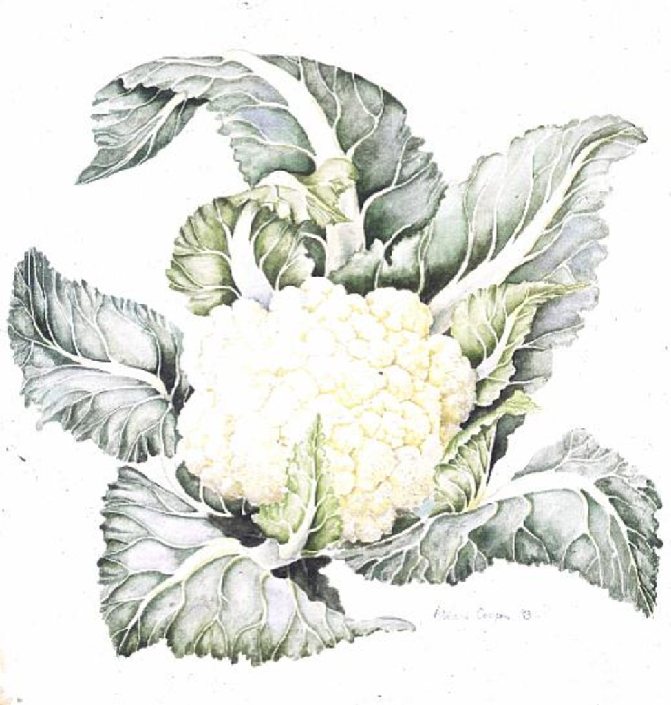 Detail of Cauliflower Study, 1993 by Alison Cooper