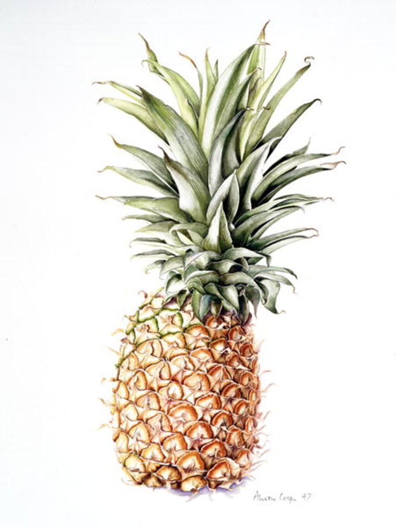 Detail of Pineapple, 1997 by Alison Cooper