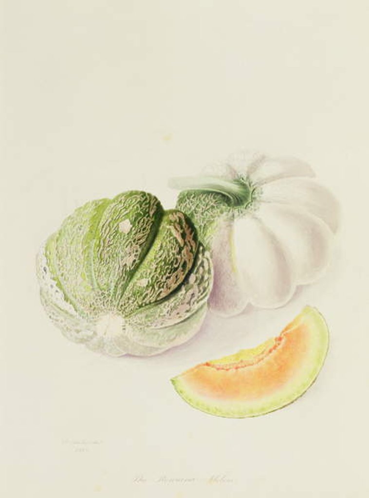 Detail of The Romana Melon, 1818 by William Hooker