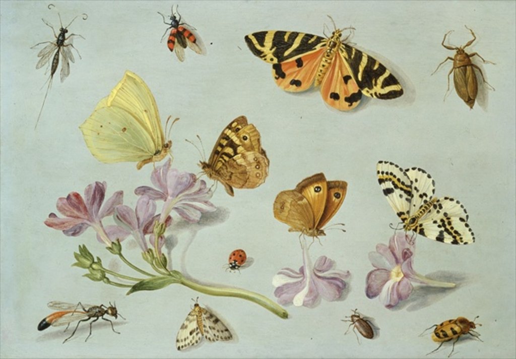 Detail of Butterflies, moths and other insects with a sprig of periwinkle by Jan van the Elder Kessel