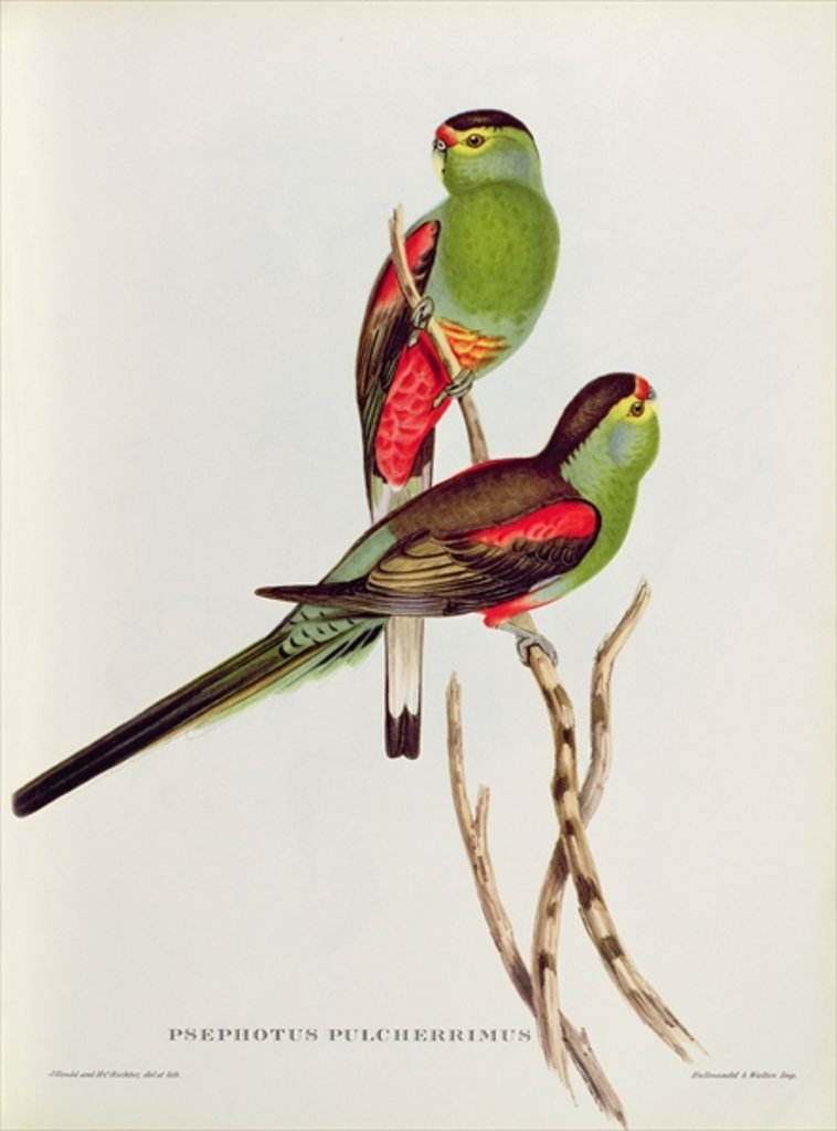 Detail of Psephotus Pulcherrimus by John Gould