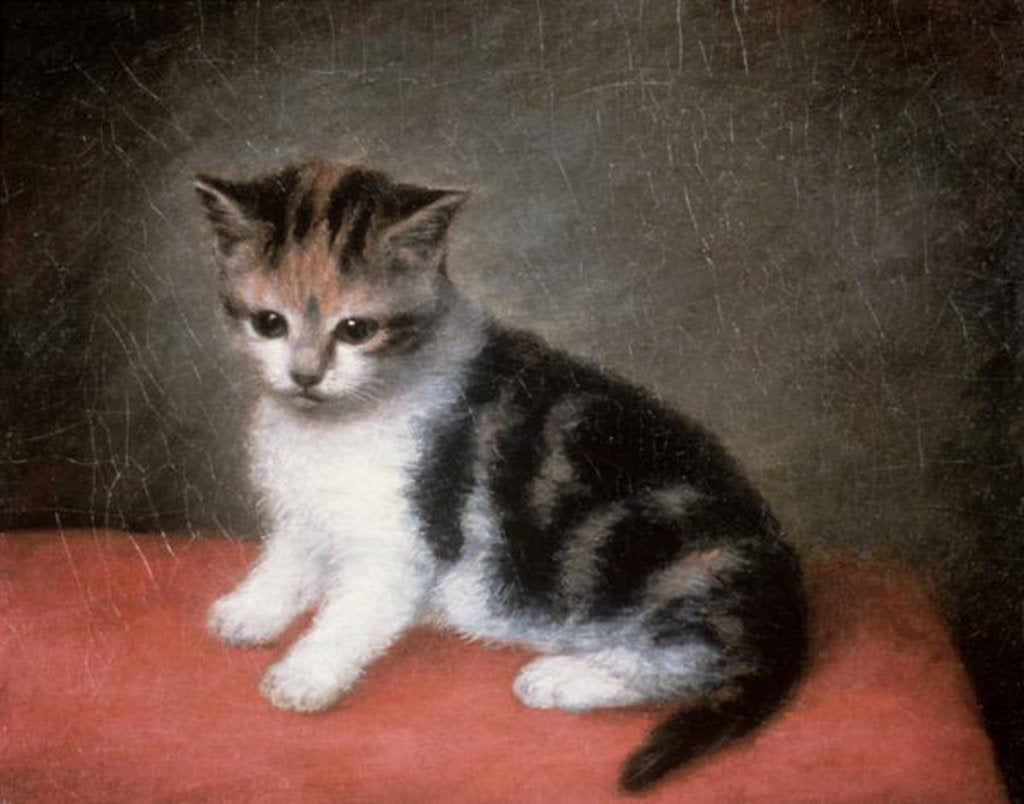 Detail of Miss Ann White's Kitten, 1790 by George Stubbs