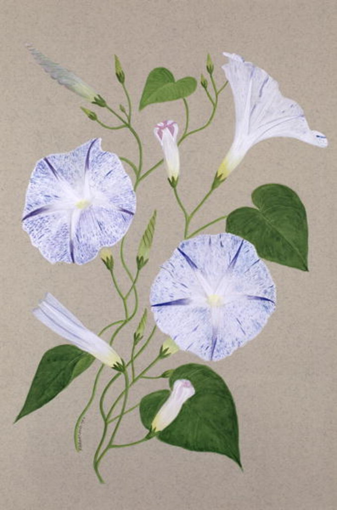 Detail of Convolvulus Cneorum by Frances Buckland