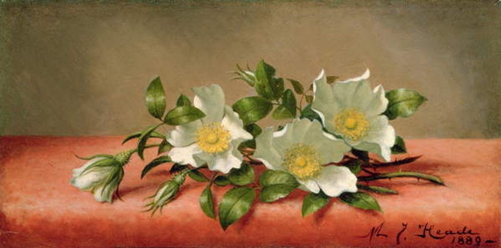 Detail of Cherokee Roses, 1889 by Martin Johnson Heade