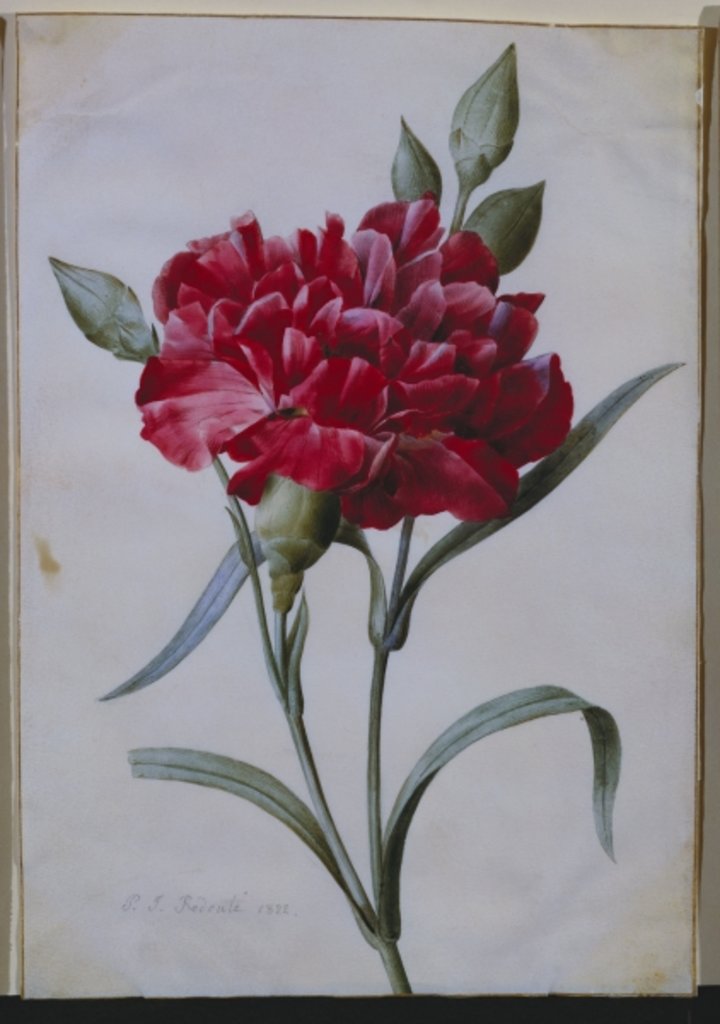 Detail of A Dark Red Carnation, 1822 by Pierre Joseph Redouté