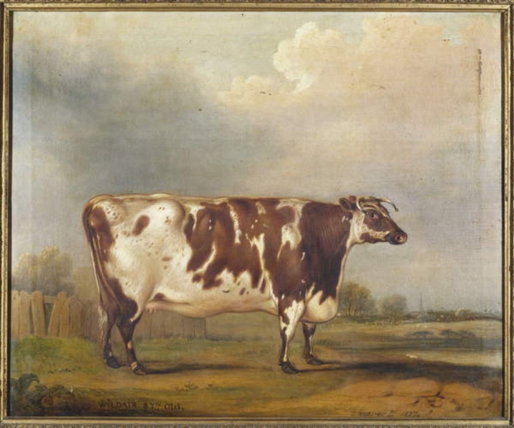 Detail of Wildair, an eight-year-old heifer in a river landscape, 1827 by Thomas Weaver