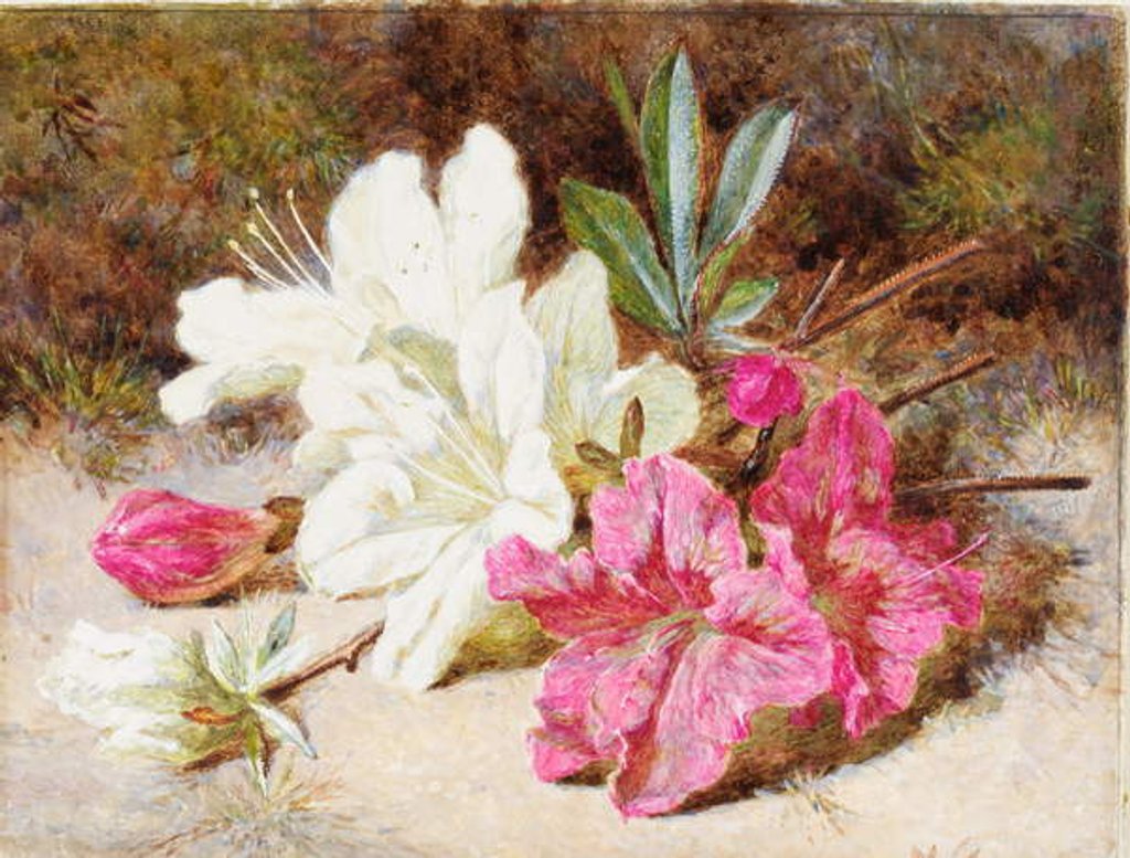 Detail of Azalea Bloom, c.1865-74 by Helen Cordelia Coleman Angell