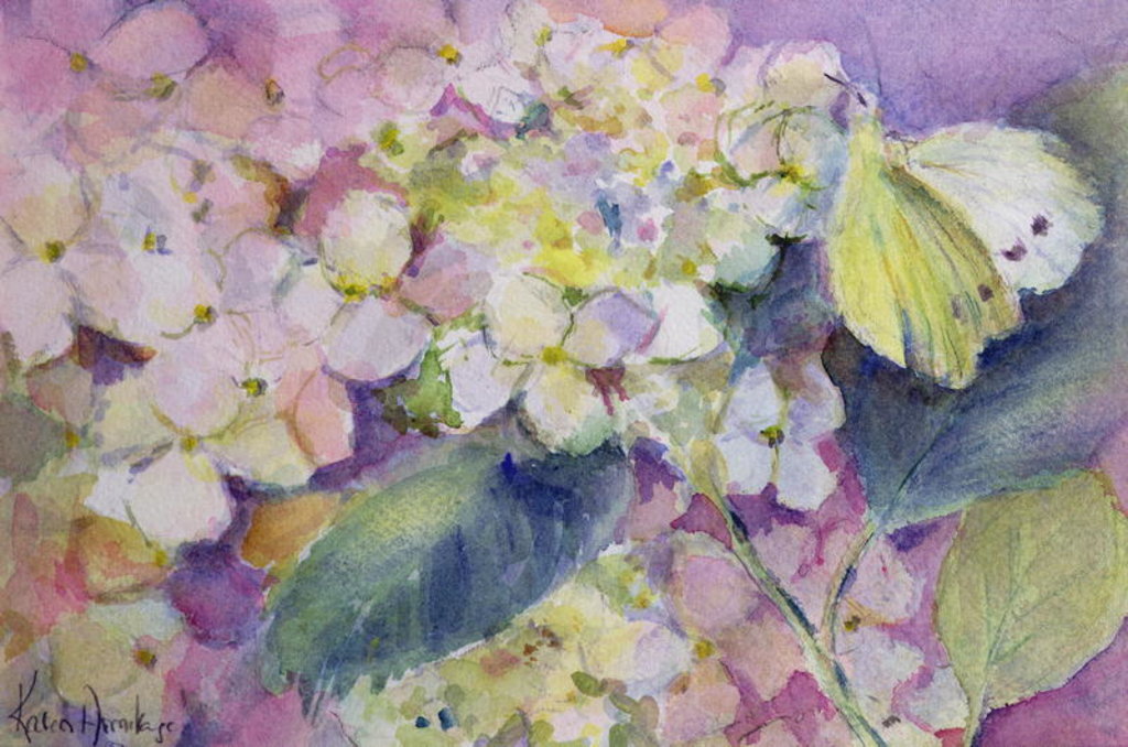 Detail of Pale Clouded Yellow Butterfly, Colias Hyale on Hydrangea by Karen Armitage