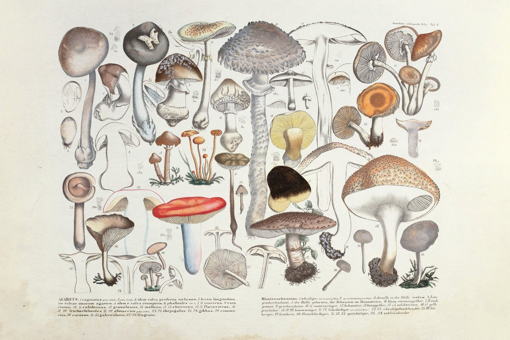 Detail of Fungi (Agaricus) by Unknown