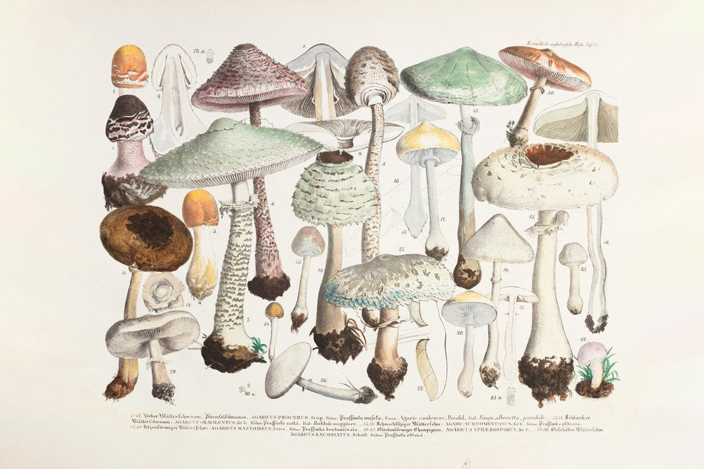 Detail of Fungi (Agaricus) by Unknown