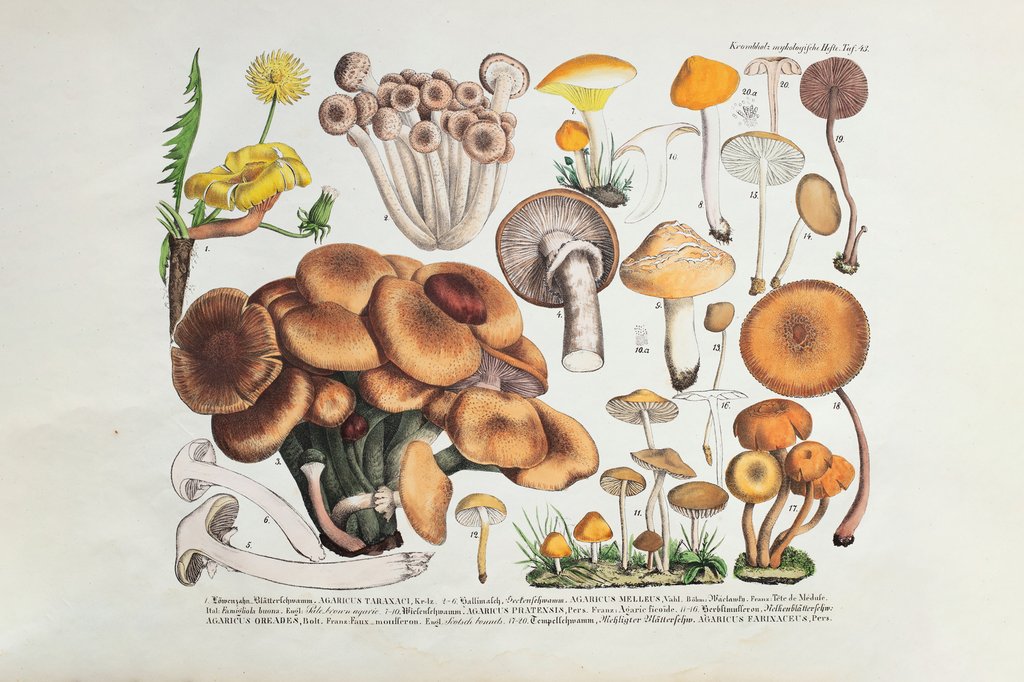 Detail of Fungi (Agaricus) by Unknown