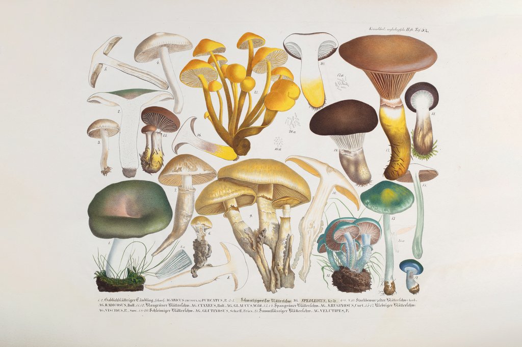 Detail of Fungi (Agaricus) by Unknown