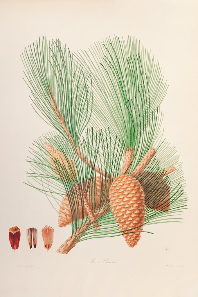 Detail of Maritime pine (Pinus pinaster) by G. D. Ehret