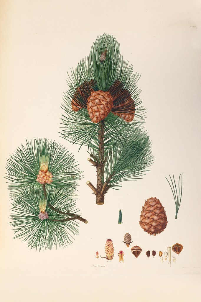 Detail of Swiss pine (Pinus cembra) by G. D. Ehret