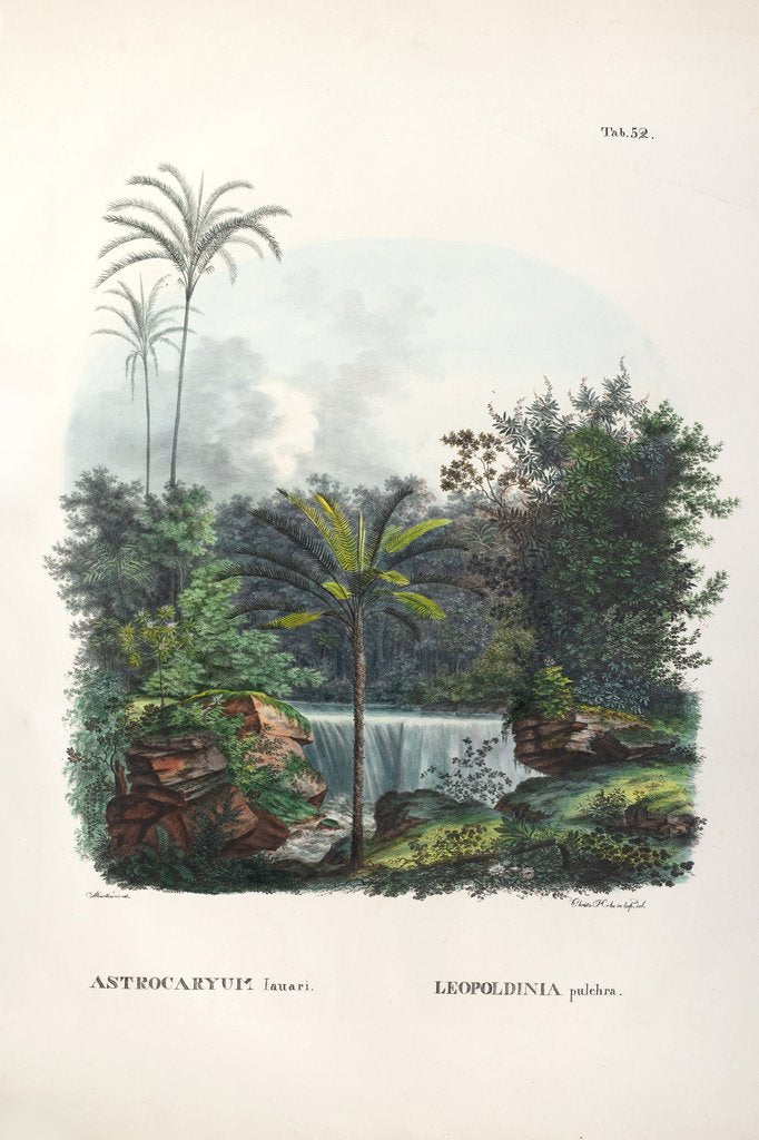 Detail of Jauari (Astrocaryum jauari) and  Jará palm (Leopoldinia pulchra) by Unknown