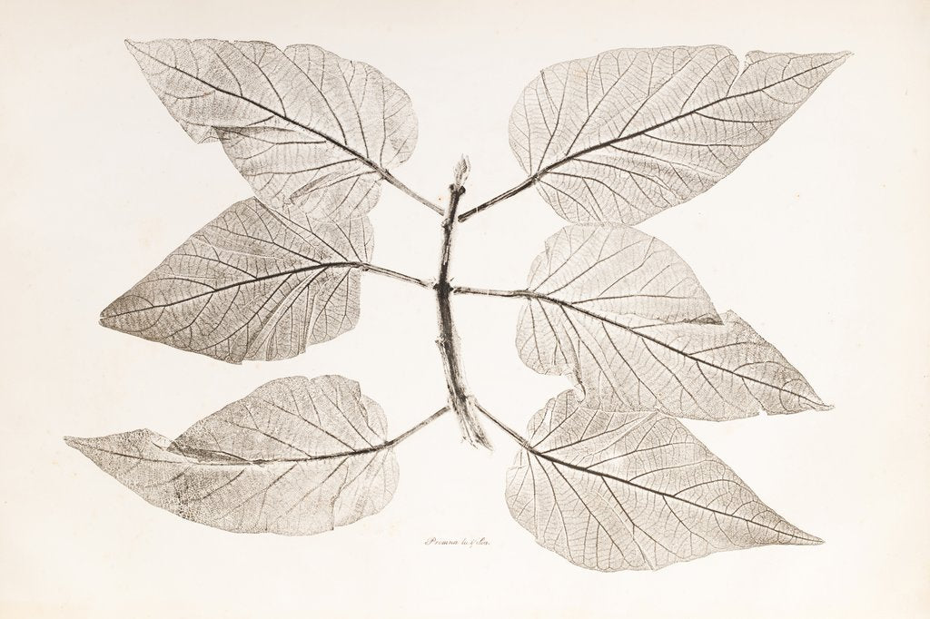 Detail of Dusky fire brand mark (Premna mollissima) by Henry Smith