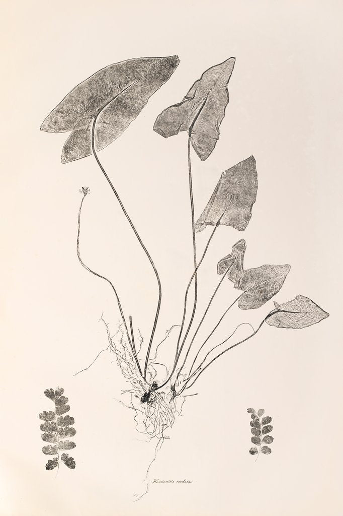 Detail of Heart fern (Hemionitis arifolia) by Henry Smith