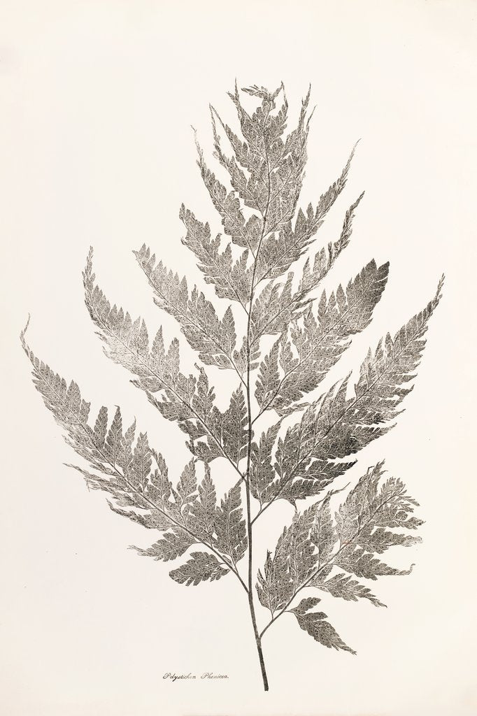 Detail of Fern (Polystichum) by Henry Smith