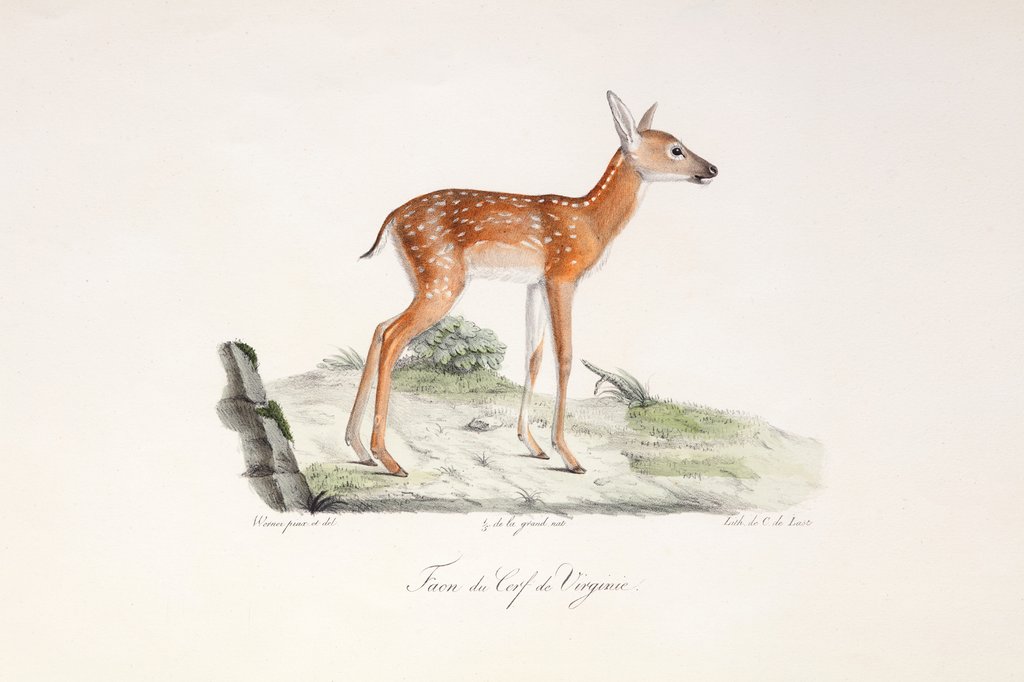 Detail of White-tailed deer (Odocoileus virginianus) by Jean Charles Werner