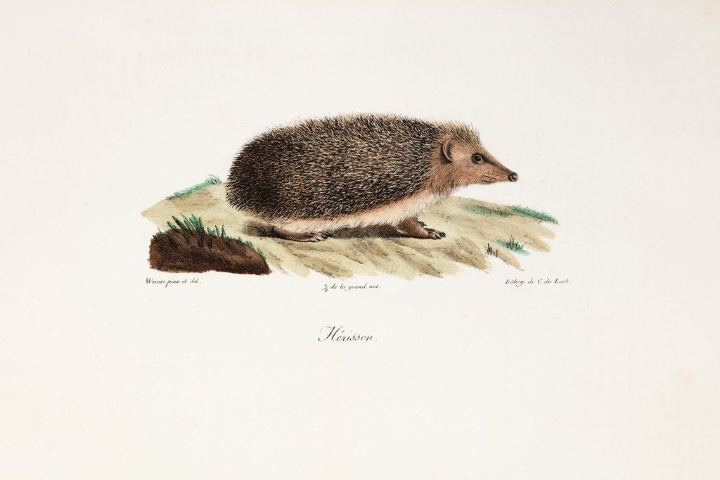 Detail of Hedgehog (Erinaceus europaeus) by Jean Charles Werner