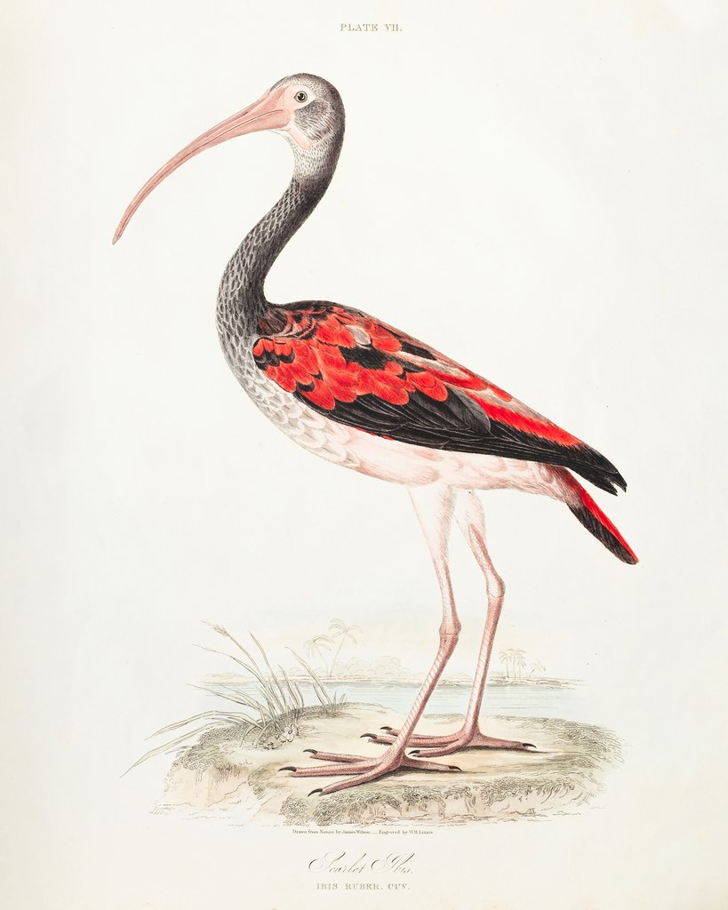 Detail of Scarlet ibis (Eudocimus ruber) by James Wilson