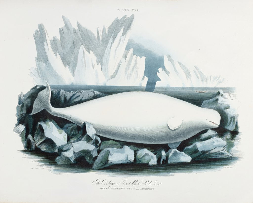 Detail of Beluga whale (Delphinapterus leucas) by Patrick Syme