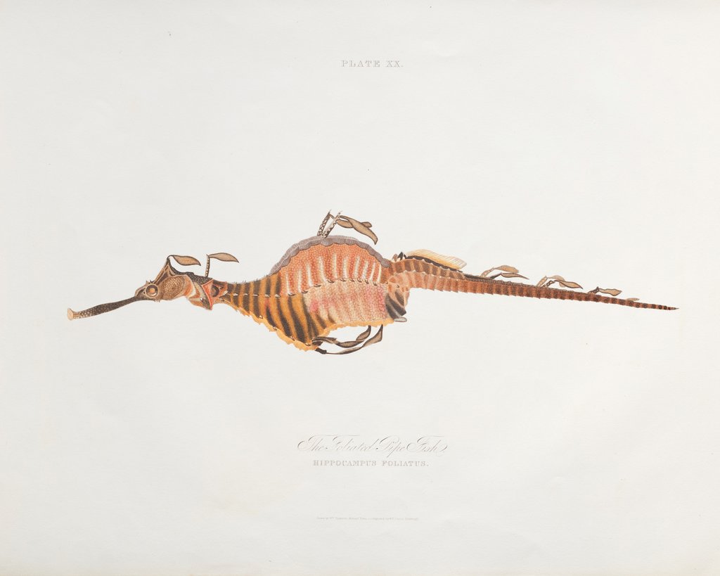 Detail of Seadragon (Phyllopteryx taeniolatus) by William Thompson