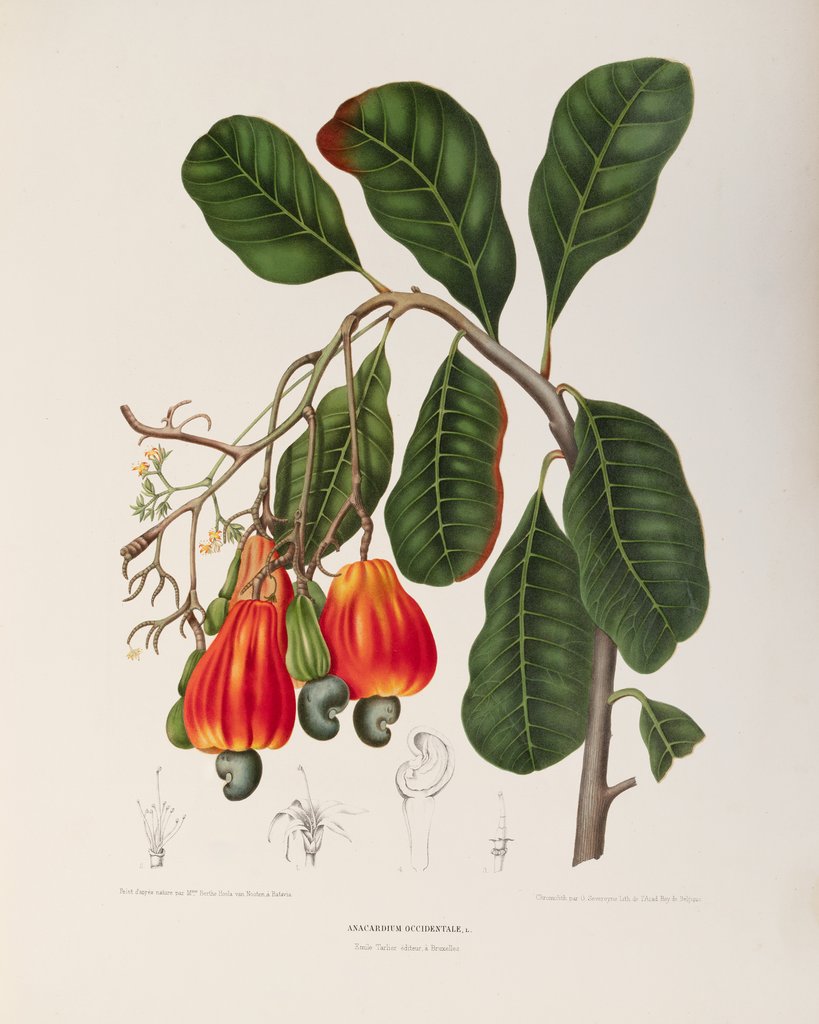 Detail of Cashew (Anacardium occidentale) by Berthe Hoola Van Nooten