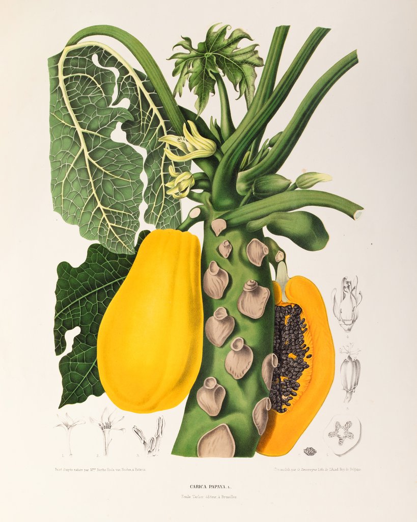 Detail of Papaya (Carica papaya) by Berthe Hoola Van Nooten