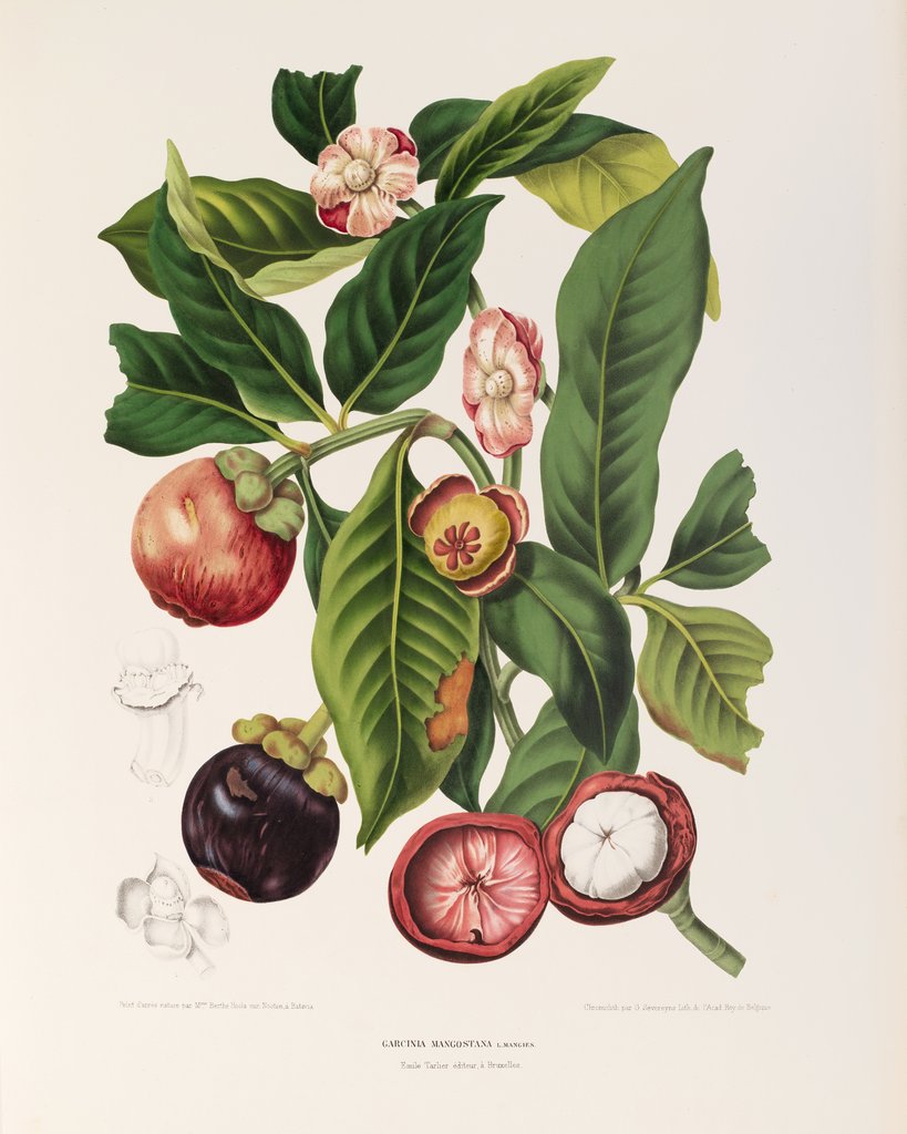 Detail of Mangosteen (Garcinia mangostana) by Berthe Hoola Van Nooten