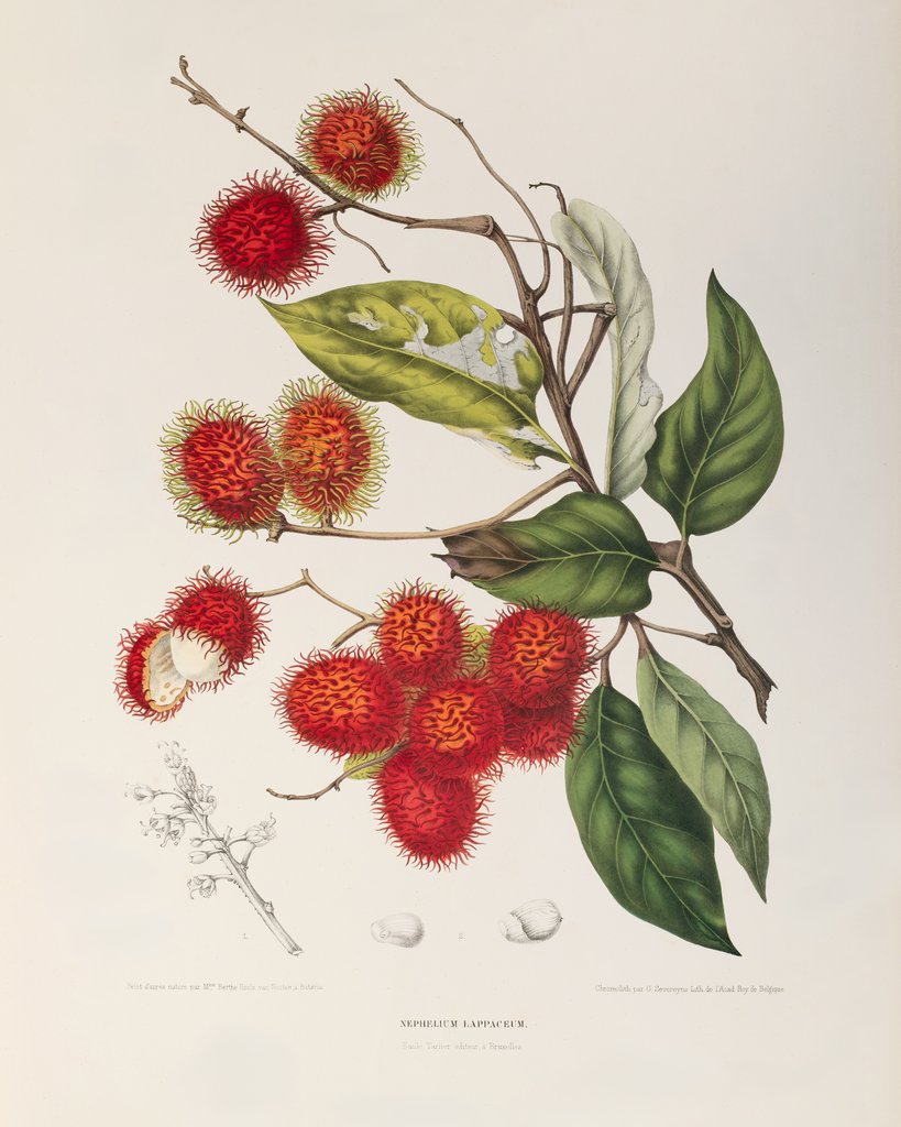 Detail of Rambutan (Nephelium lappaceum) by Berthe Hoola Van Nooten