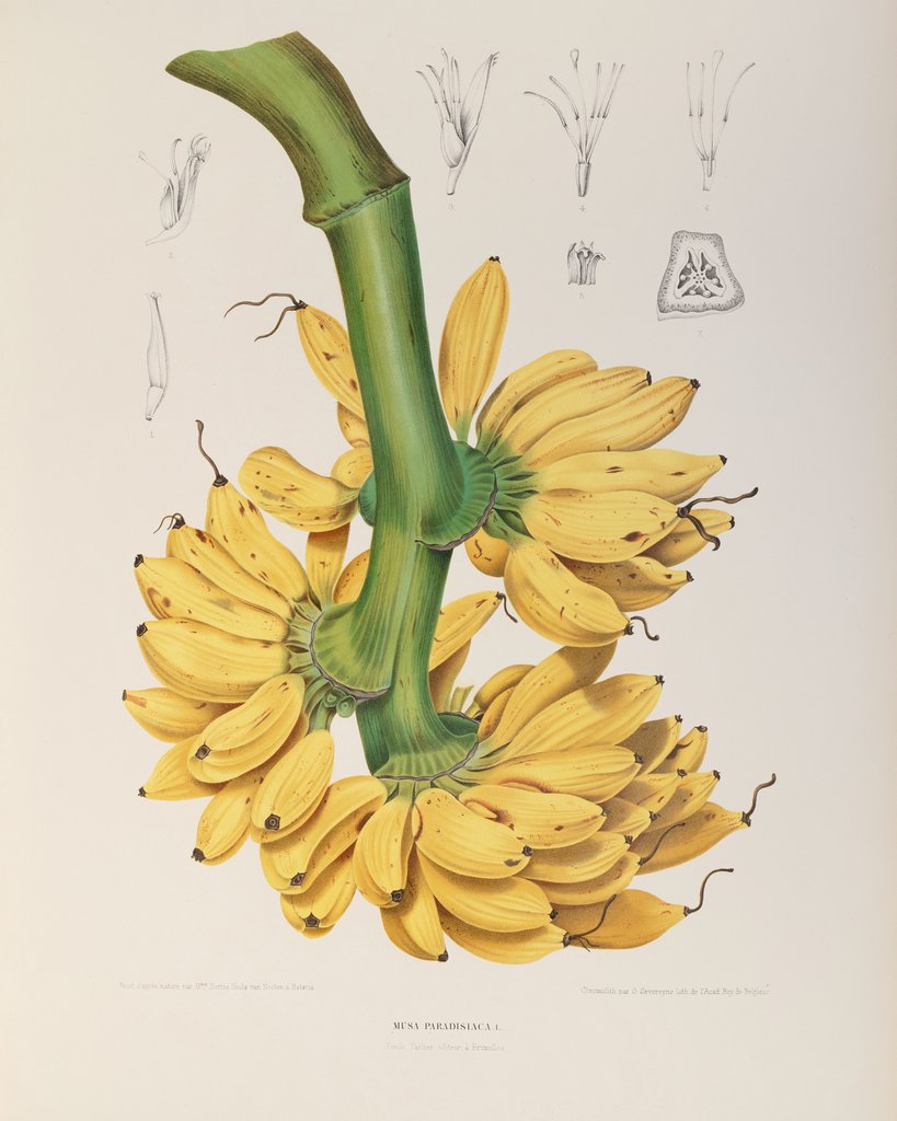 Detail of Banana (Musa x paradisiaca) by Berthe Hoola Van Nooten