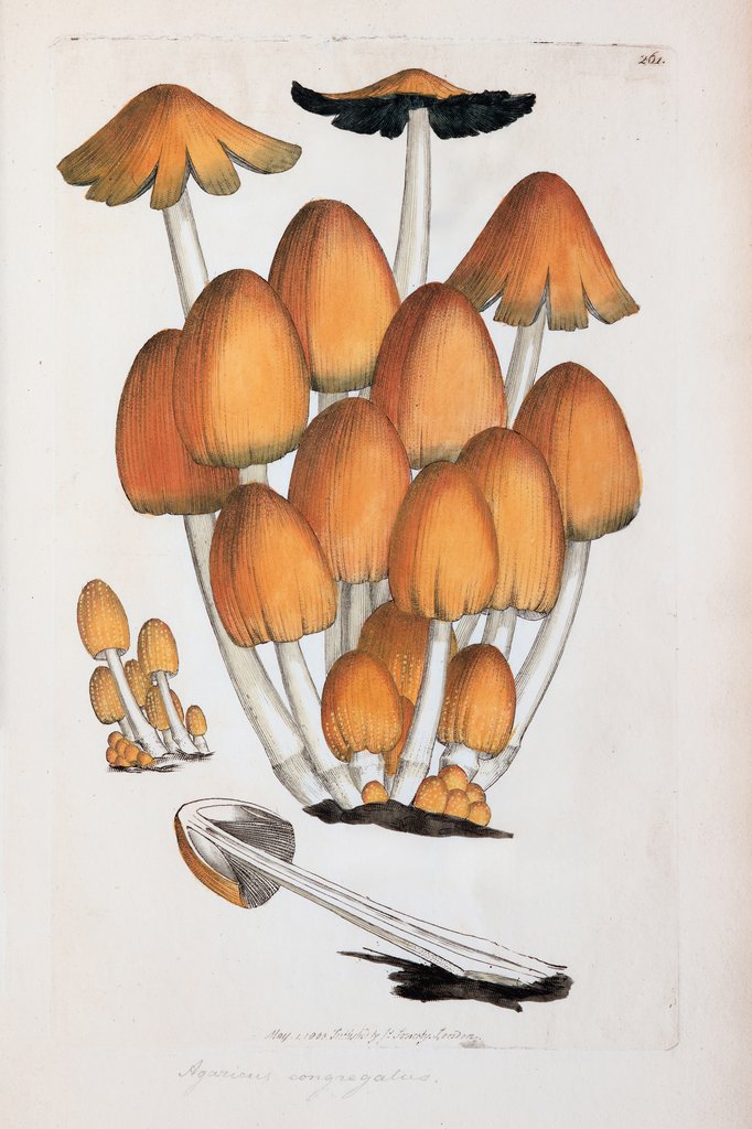 Detail of Fungi/Mushroom (Tulosesus congregatus) by James Sowerby