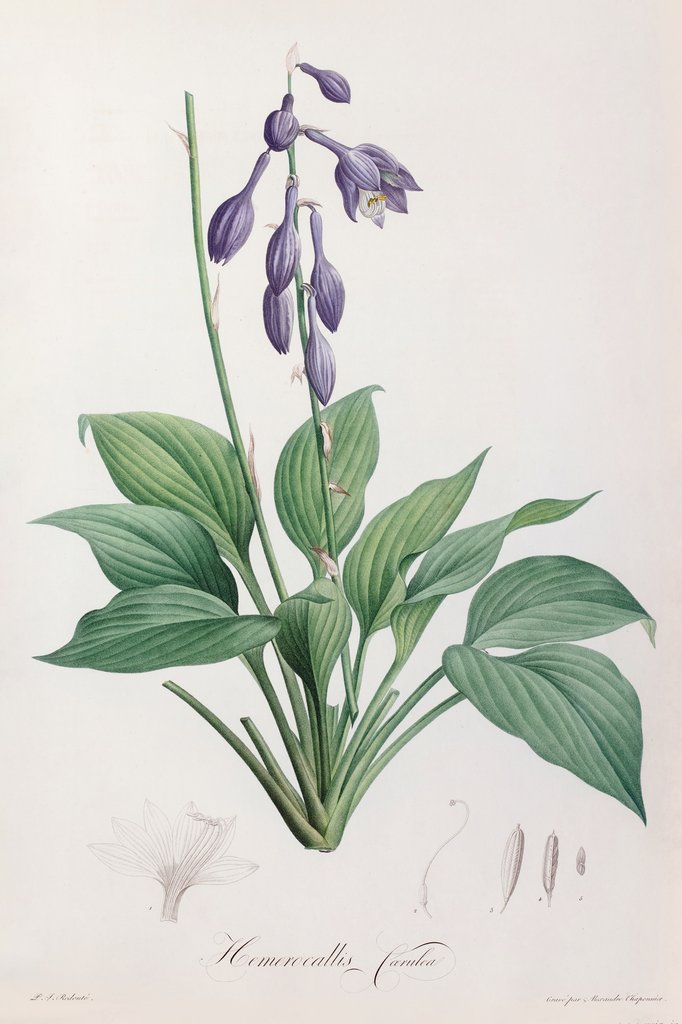 Detail of Blue plaintain lily (Hosta ventricosa) by P. J. Redoute