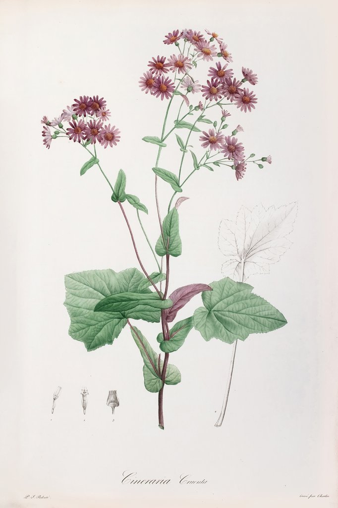 Detail of Pericallis cruenta by P. J. Redoute