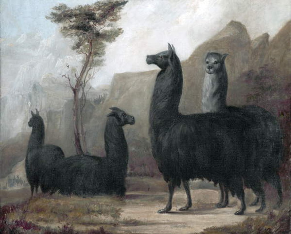 Detail of Alpacas by Jacques-Laurent Agasse