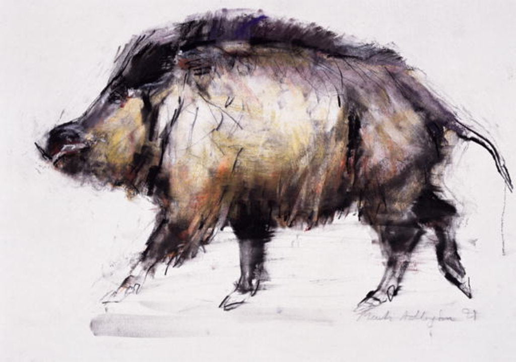 Detail of Wild Boar, 1999 by Mark Adlington