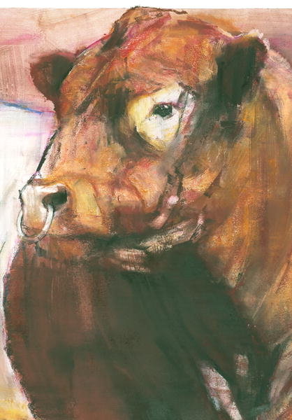 Detail of Zeus, Red Belted Galloway Bull, 2006 by Mark Adlington