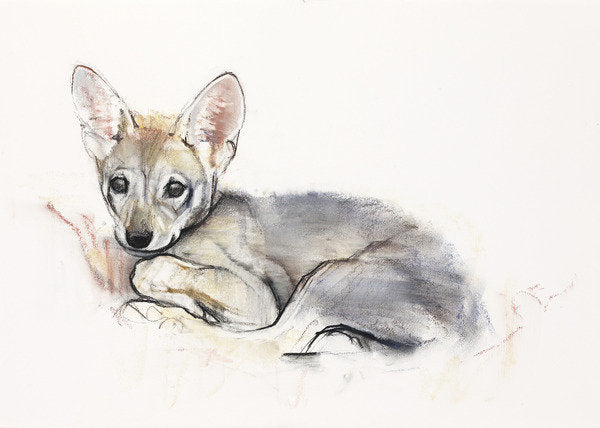 Detail of Curled Arabian Wolf Pup, 2009 by Mark Adlington