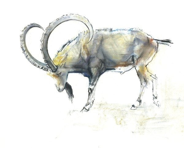 Detail of Nubian Ibex, 2008 by Mark Adlington