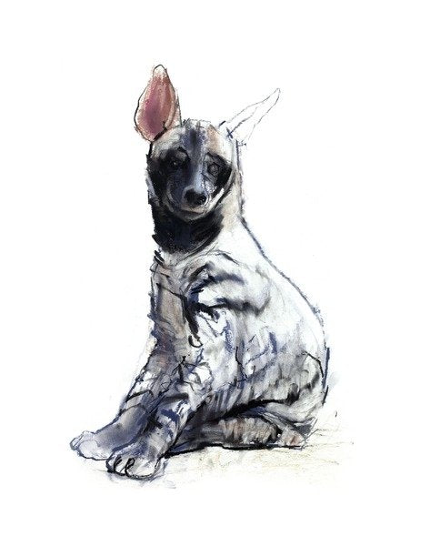 Detail of Striped Hyaena Pup, 2010 by Mark Adlington