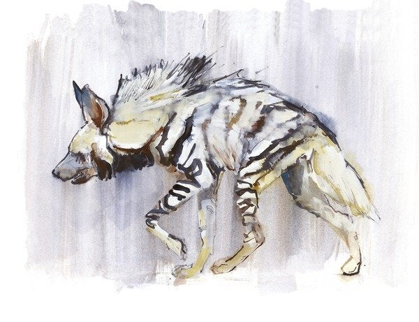 Detail of Striped Hyaena, 2010 by Mark Adlington