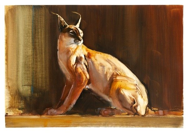 Detail of Arabian Caracal, 2010 by Mark Adlington