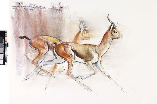 Detail of Running Arabian Gazelles, 2010 by Mark Adlington