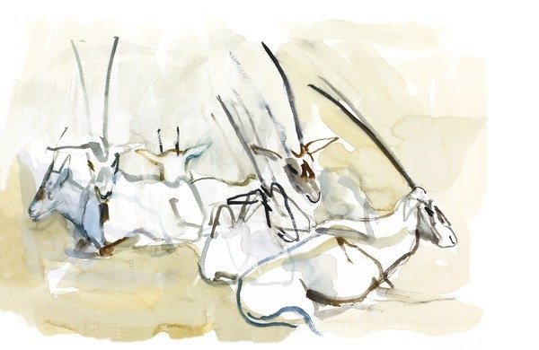 Detail of Arabian Oryx, 2010 by Mark Adlington