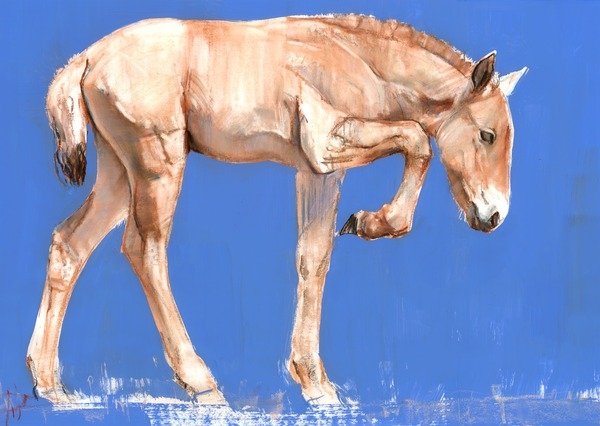 Detail of Przewalski Foal, 2012, by Mark Adlington